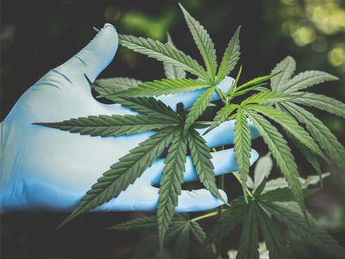 Best Gloves for Harvesting Cannabis