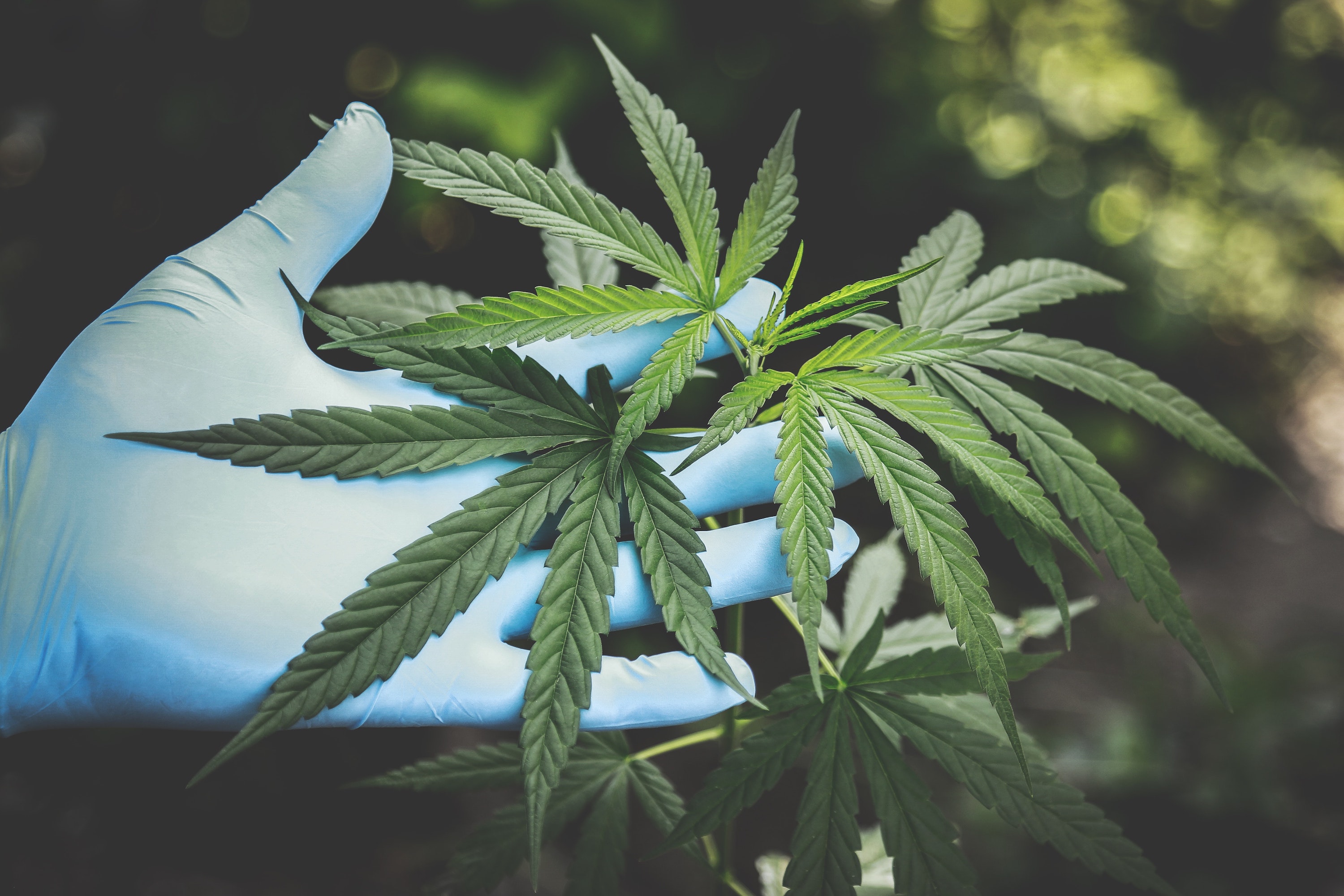 Nitrile gloved hand showing cannabis plant leaves